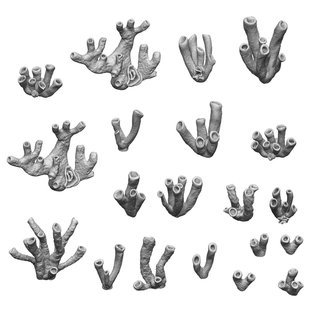 [8435646511283,11628,8435646511283ES,Coraux 1:48-1:35] Coraux 1:48-1:35